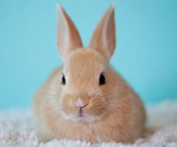 Rabbit, Bunny
