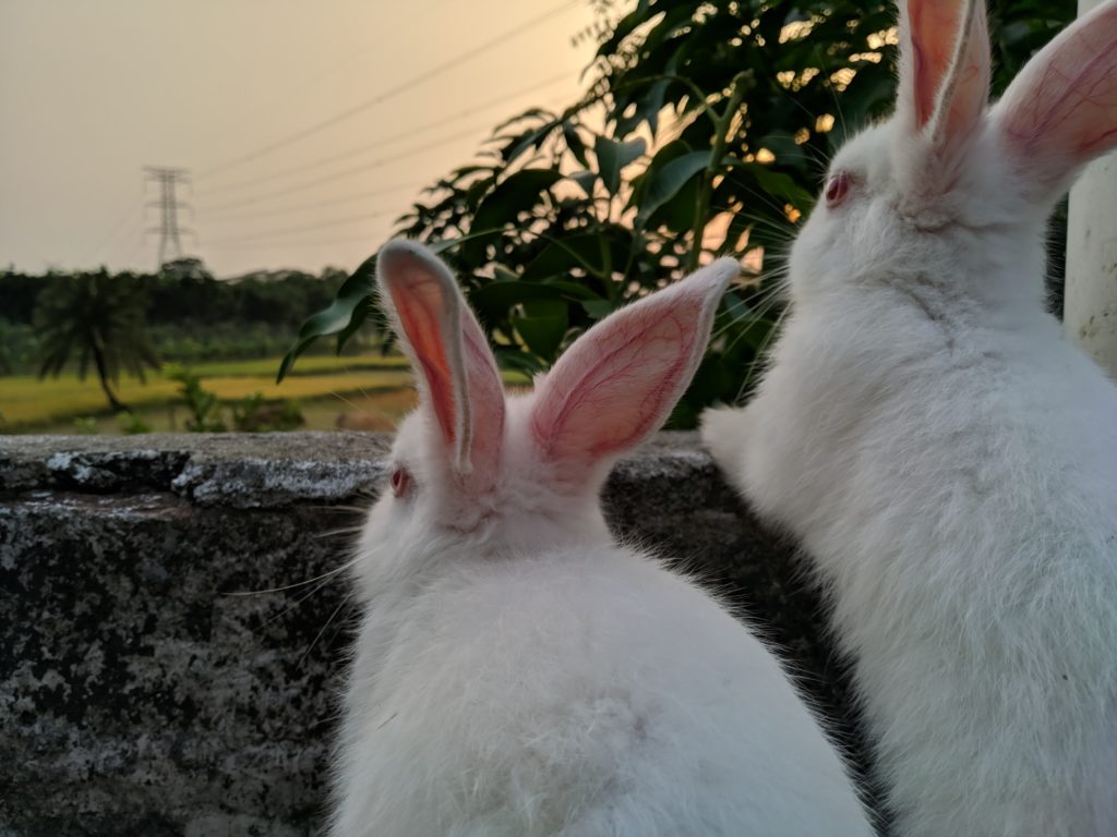 are rabbits nocturnal