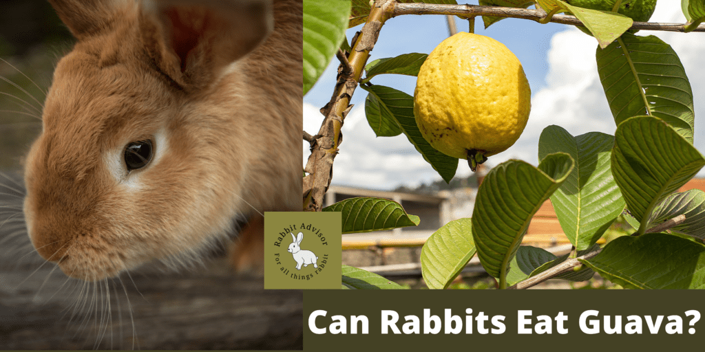 Can Rabbits Eat Guava? The Ultimate Guide Rabbit Advisor Nutrition