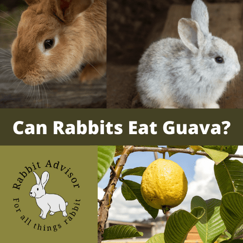 Can Rabbits Eat Guava? (A Guide To Safe Feeding) Rabbit Advisor