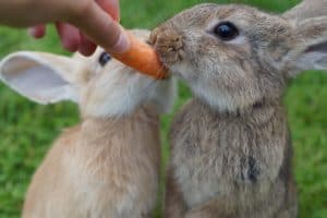 what to feed your rabbit everyday