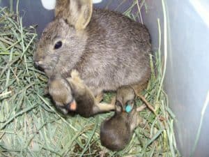 rabbit mom and babies