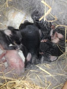 baby rabbits in nest