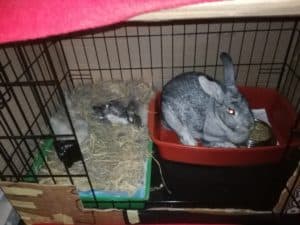 taking care of newborn baby rabbits