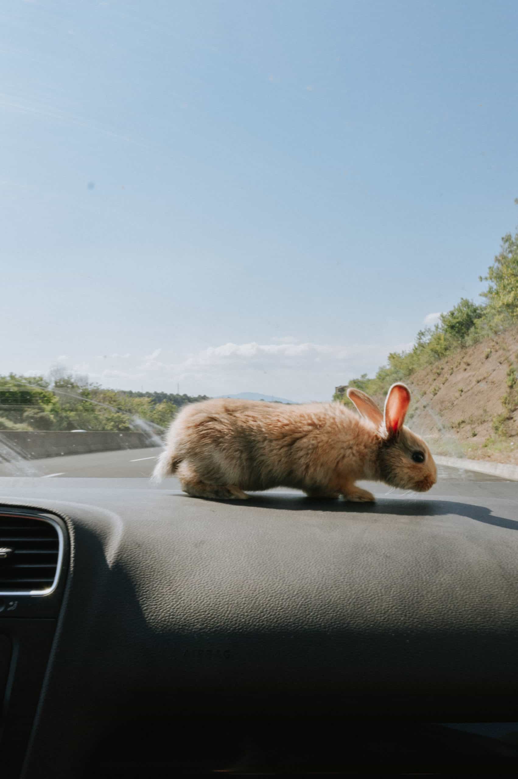 How To Transport Your Rabbit Safely Rabbit Advisor