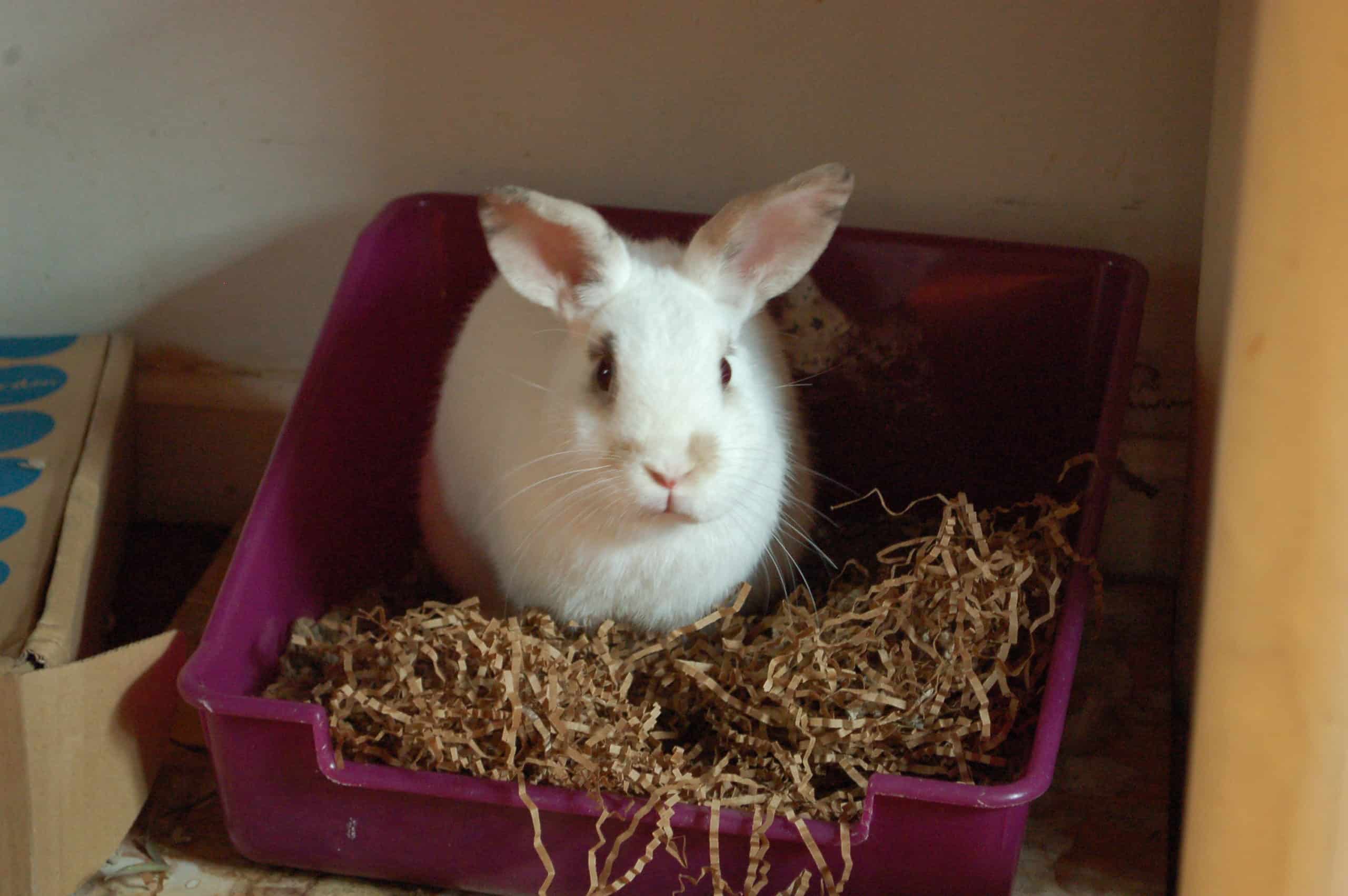 Rabbit House Training How To Potty Train Your Rabbit Rabbit Advisor