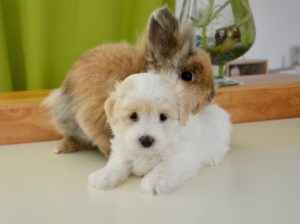 Bunny and puppy