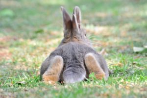 Rabbit backside