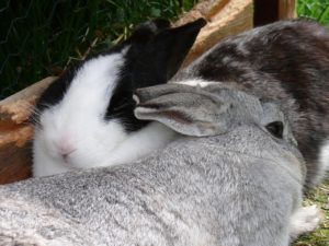 Rabbit bonding stages