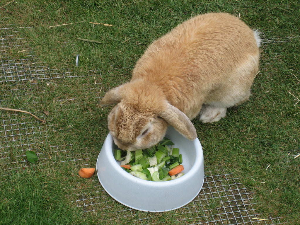 Can Rabbits Eat Celery? (BunnyApproved Treats) Rabbit Advisor