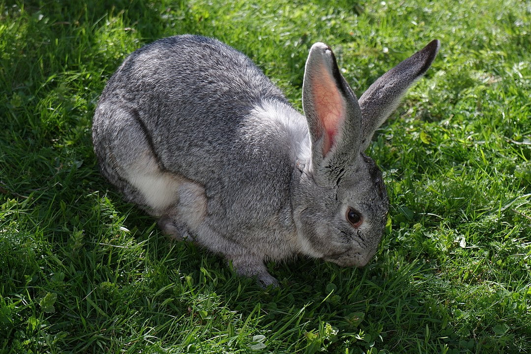 The Largest Rabbits And Where To Find Them Rabbit Advisor