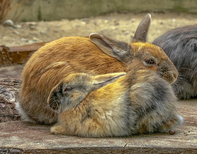 domestic rabbits, relaxing