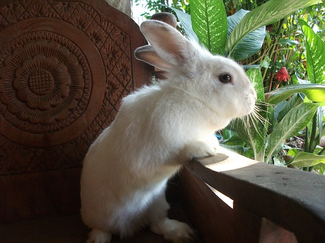 house rabbit, pneumonia in rabbits prevention