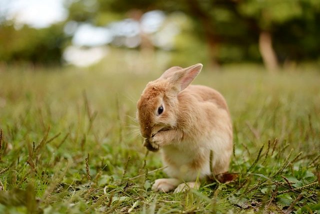 rabbit, sneezing, upper respiratory tract infection