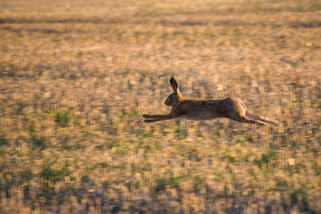 rabbit, field, run, scared rabbit, stressed rabbit