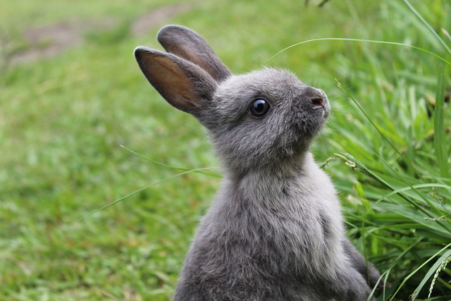 pet veterinarian of rabbit