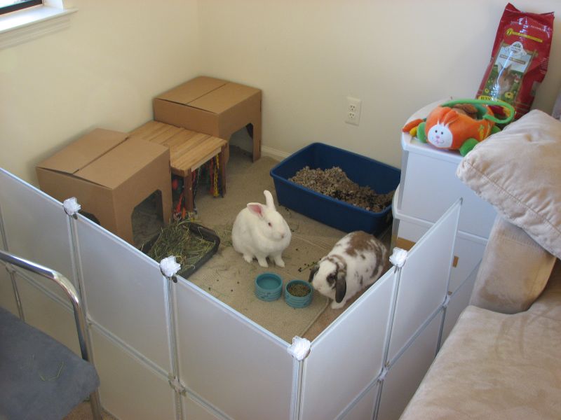 How To Bunny Proof Your HomeA Complete Guide Rabbit Advisor
